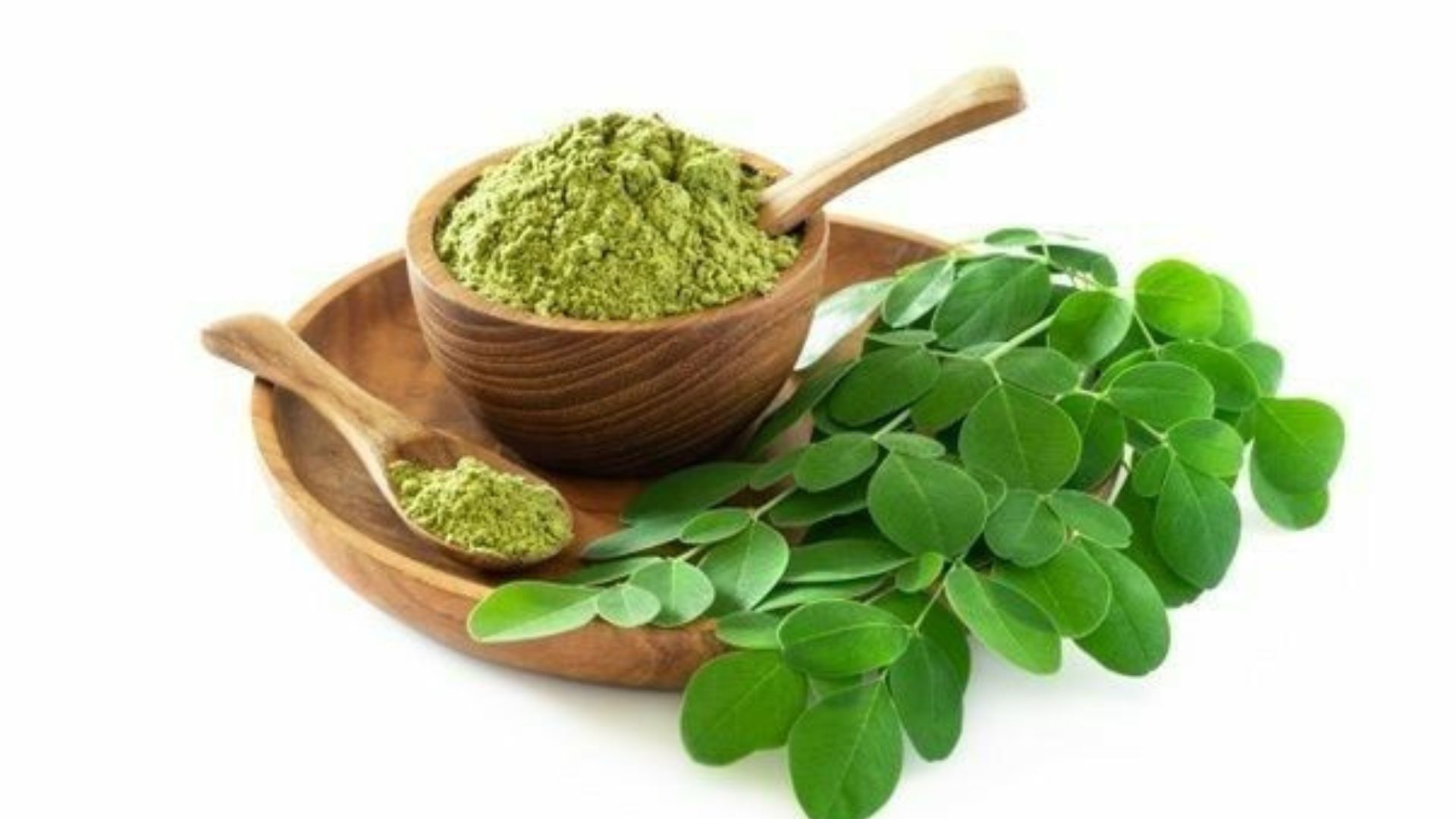 Ilustrasi Daun Kelor