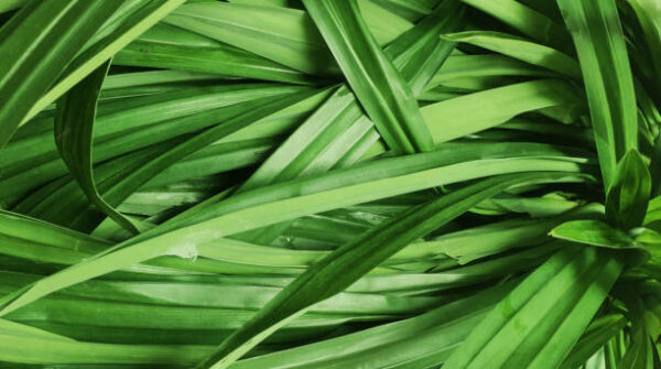 daun pandan